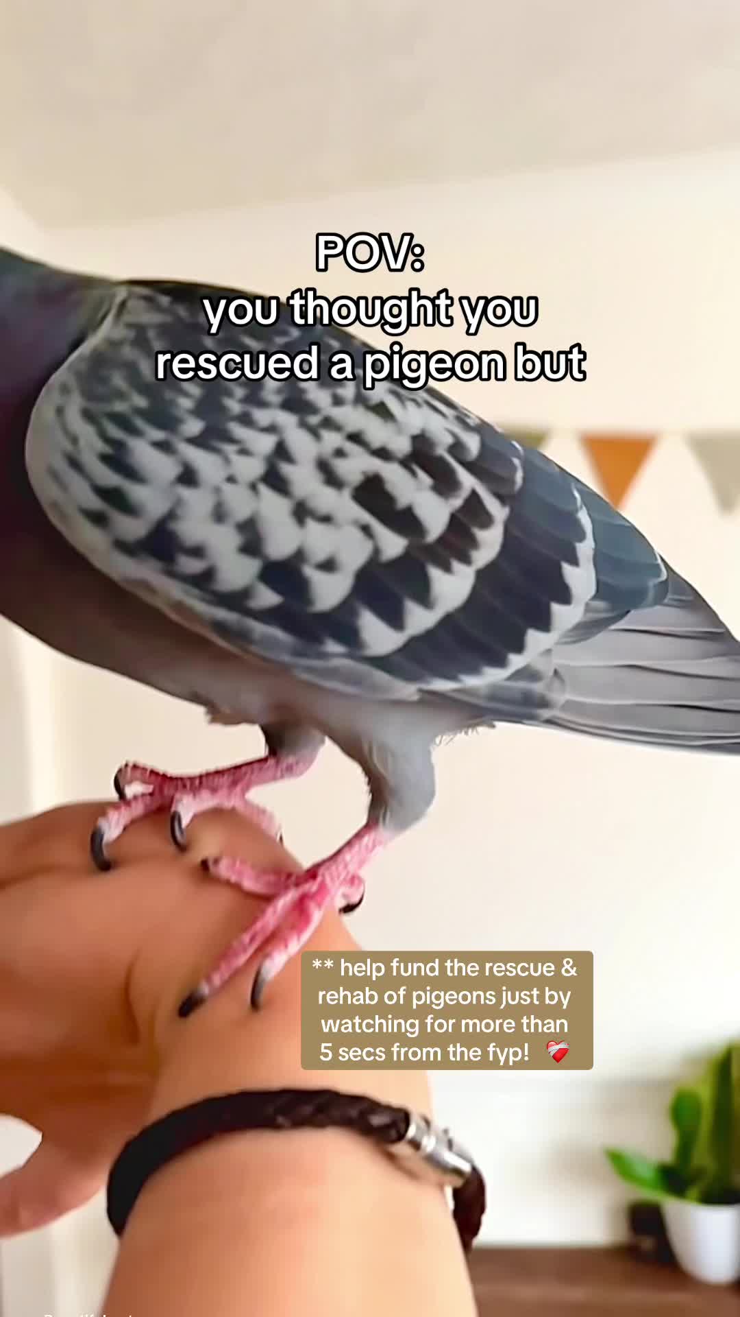 @Fidge the Pidge