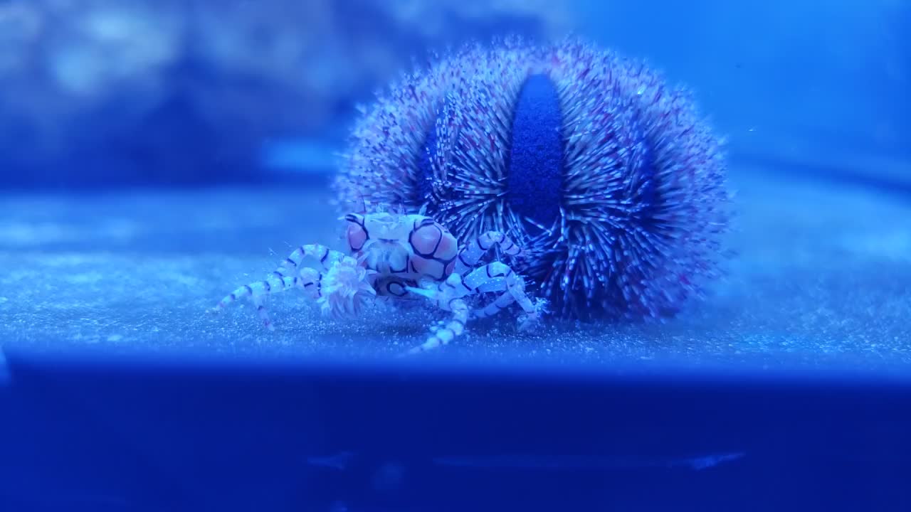 @300gallontank