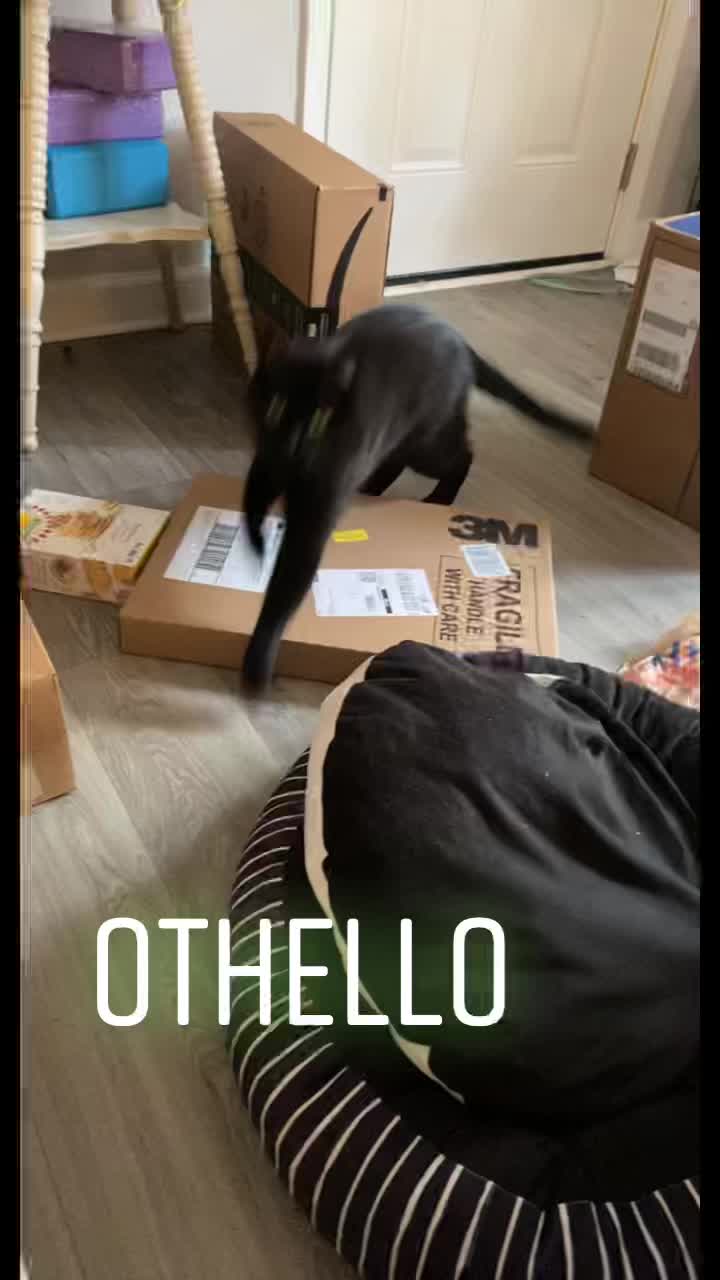 @Chaos and Cats