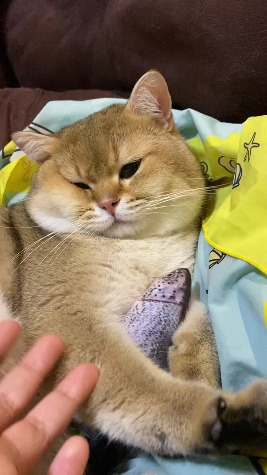 @Cruise_cat