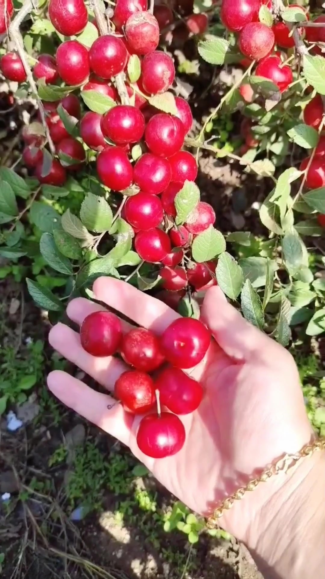 @Fruits88๐๐๐