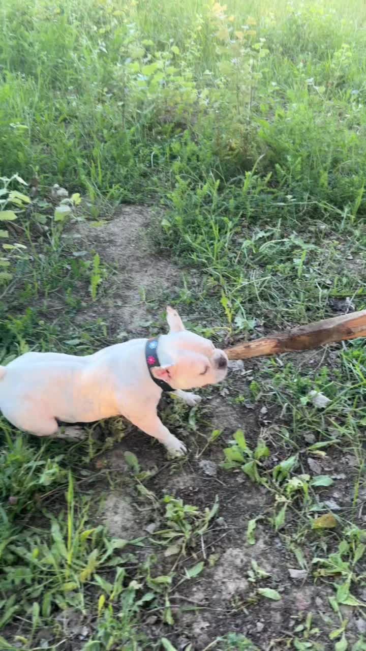 @King & Zuma 🐶 boulam & bully