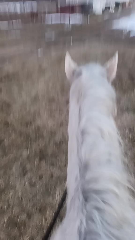 @horsie_rider