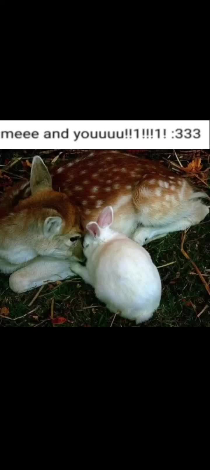 @I like bunnies