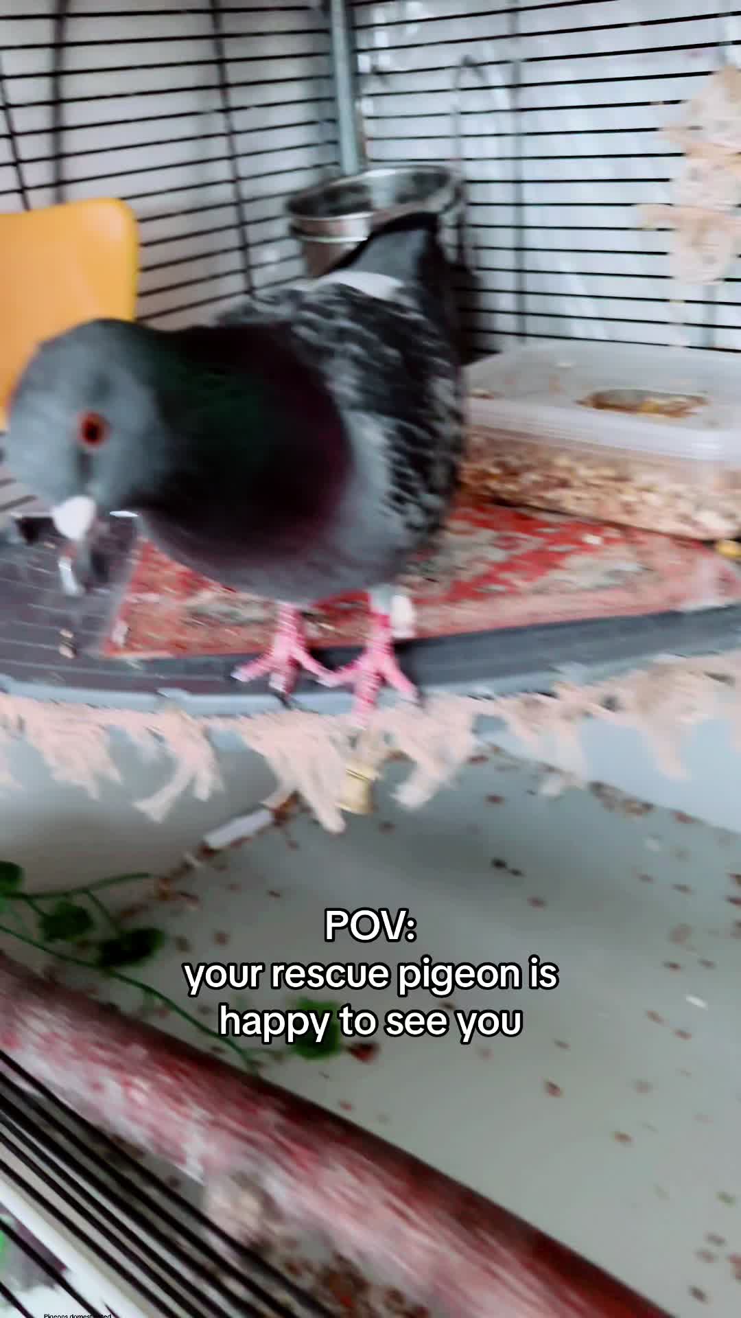 @Fidge the Pidge