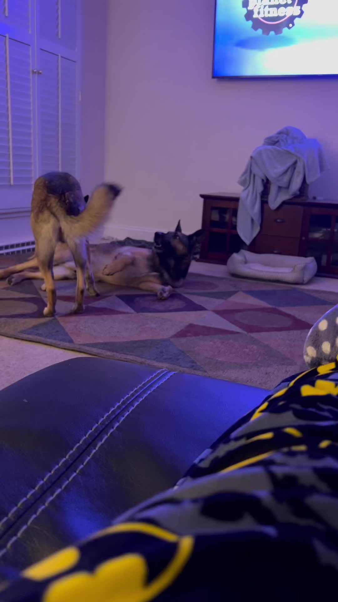 @K9Lady