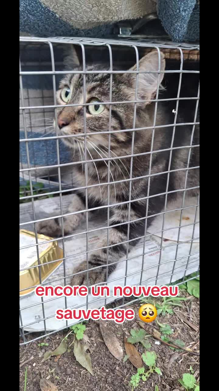@Ass Les petits f&eacute;lins de Corse