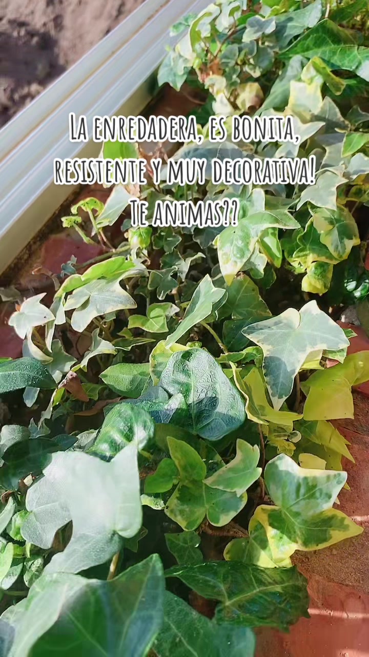 @🌸PlantsMoni🌿