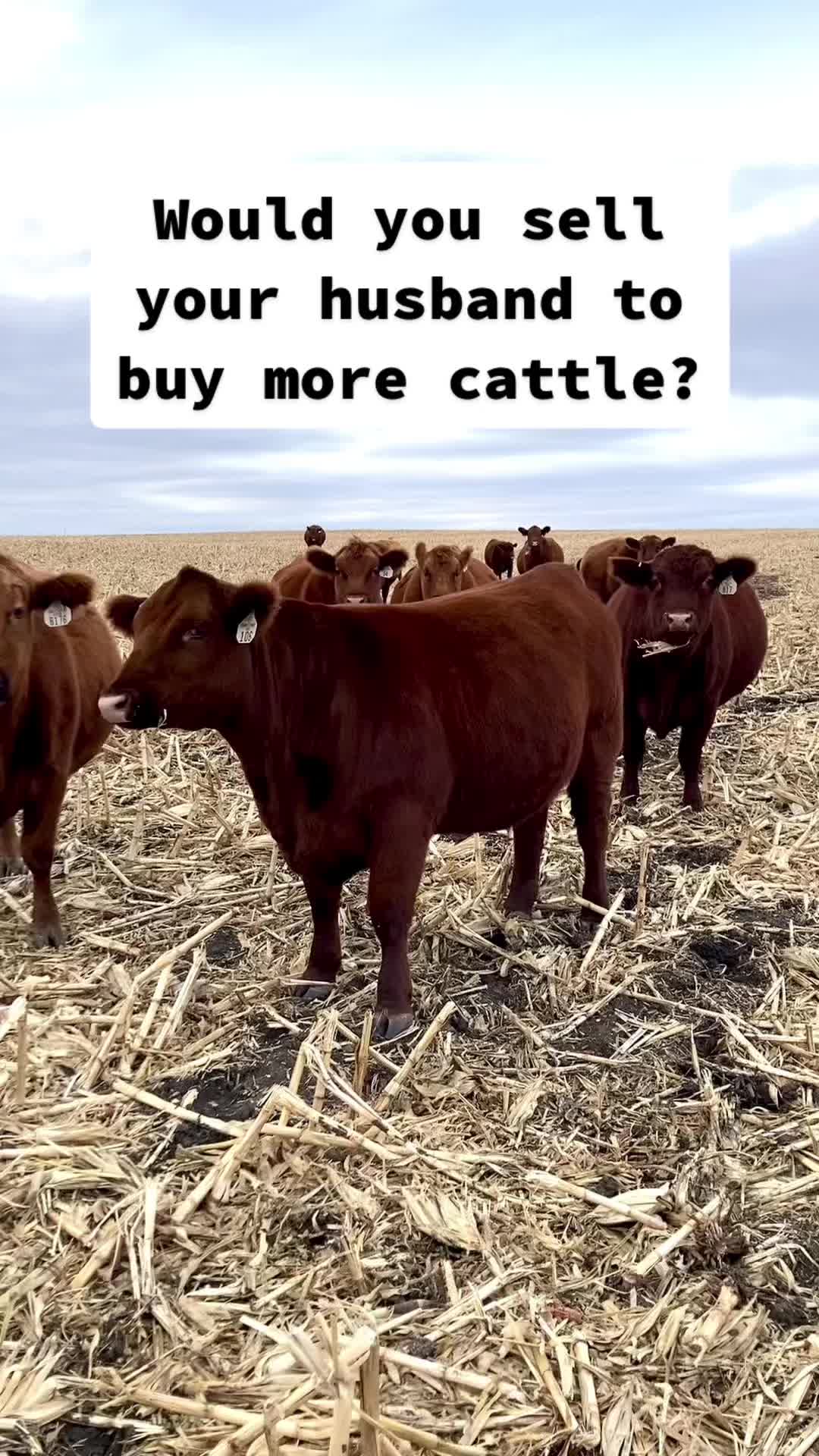 @Circle E Ranch Red Angus MN