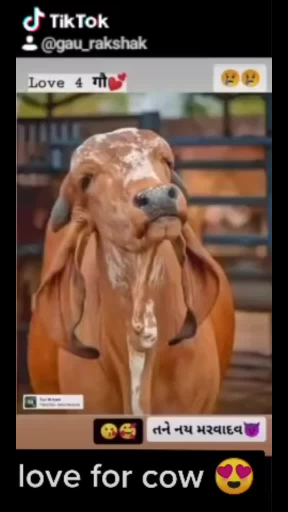 @ગૌ રક્ષક