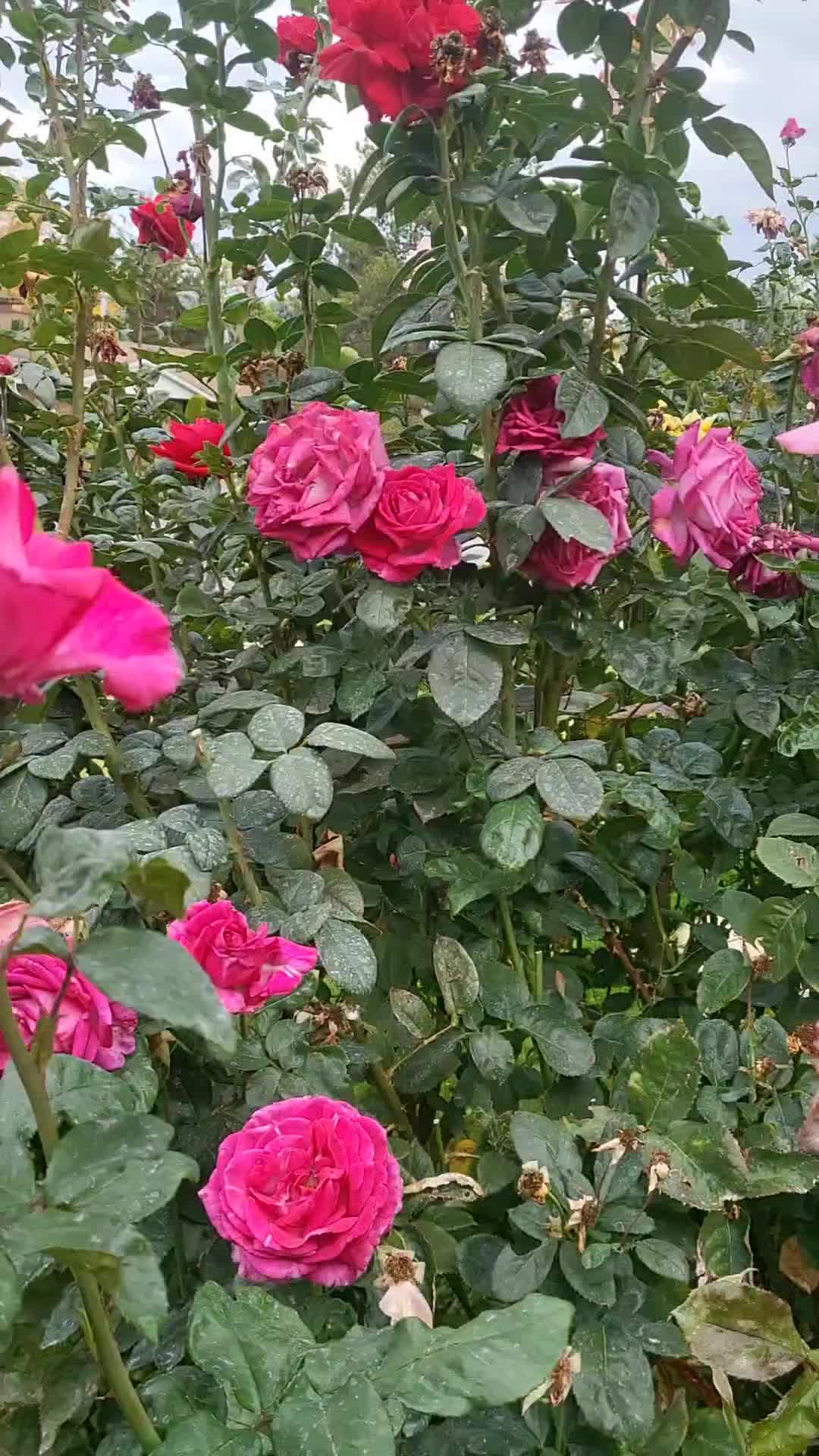 @perfumepunk