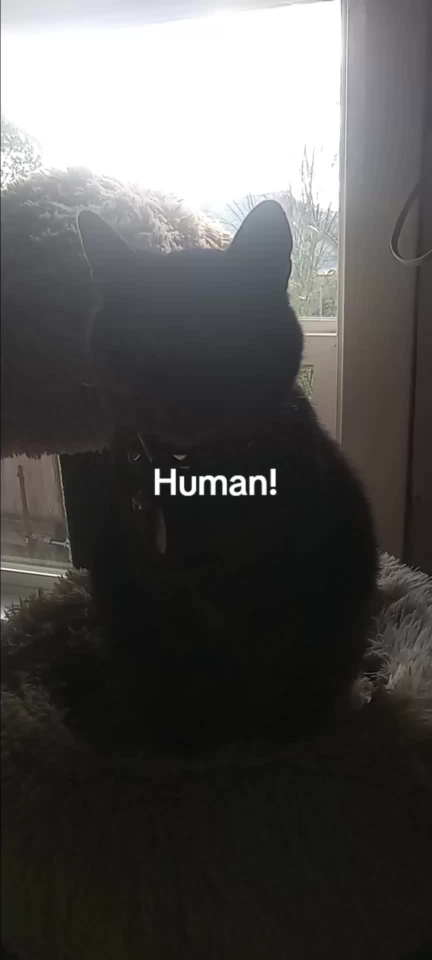 @Relaxcat_Tigerjames
