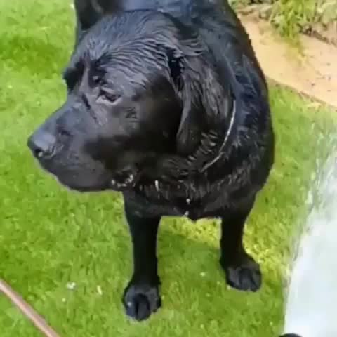@pet_lover😍