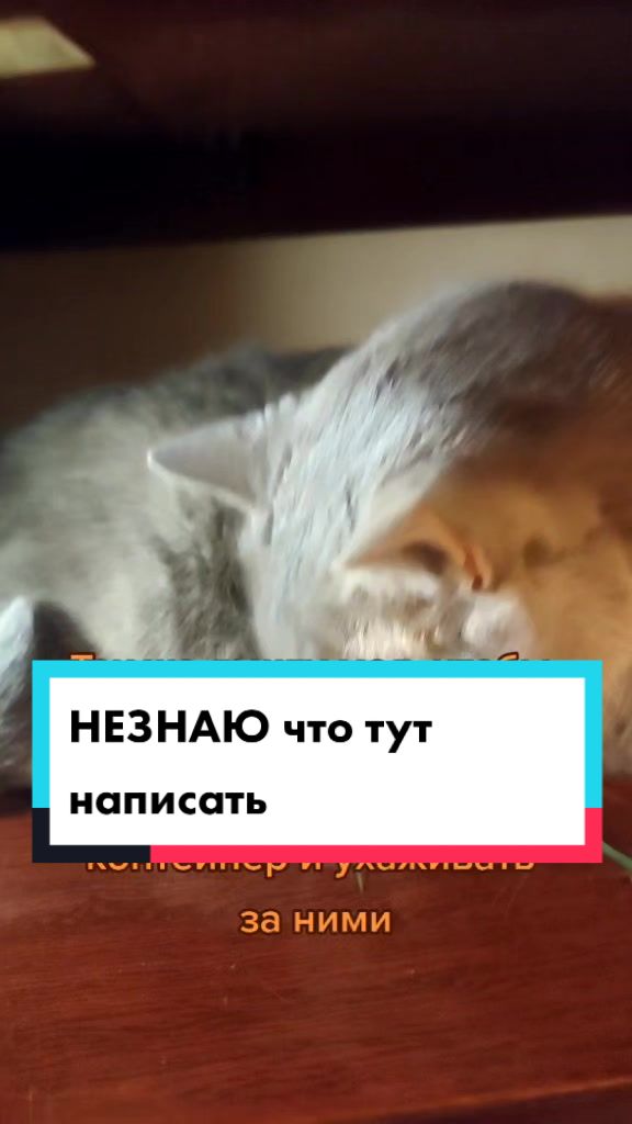 @꧁ꕥ𖠌😻𝓛𝓮𝓿&𝓔𝓶𝓶𝓪𓃠✪ꕥ꧂