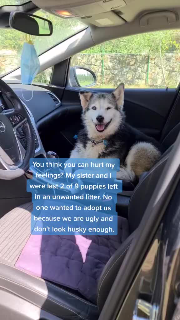 @MojiPsi (Fei the Husky)