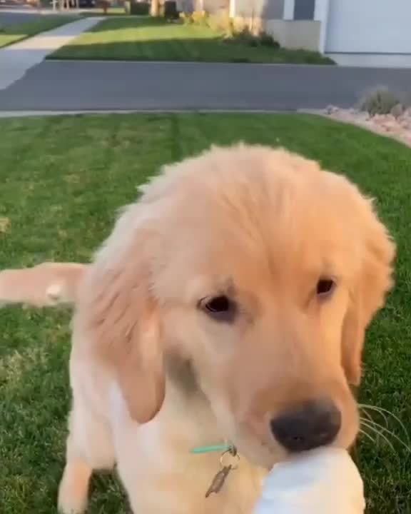 @pet_lover😍