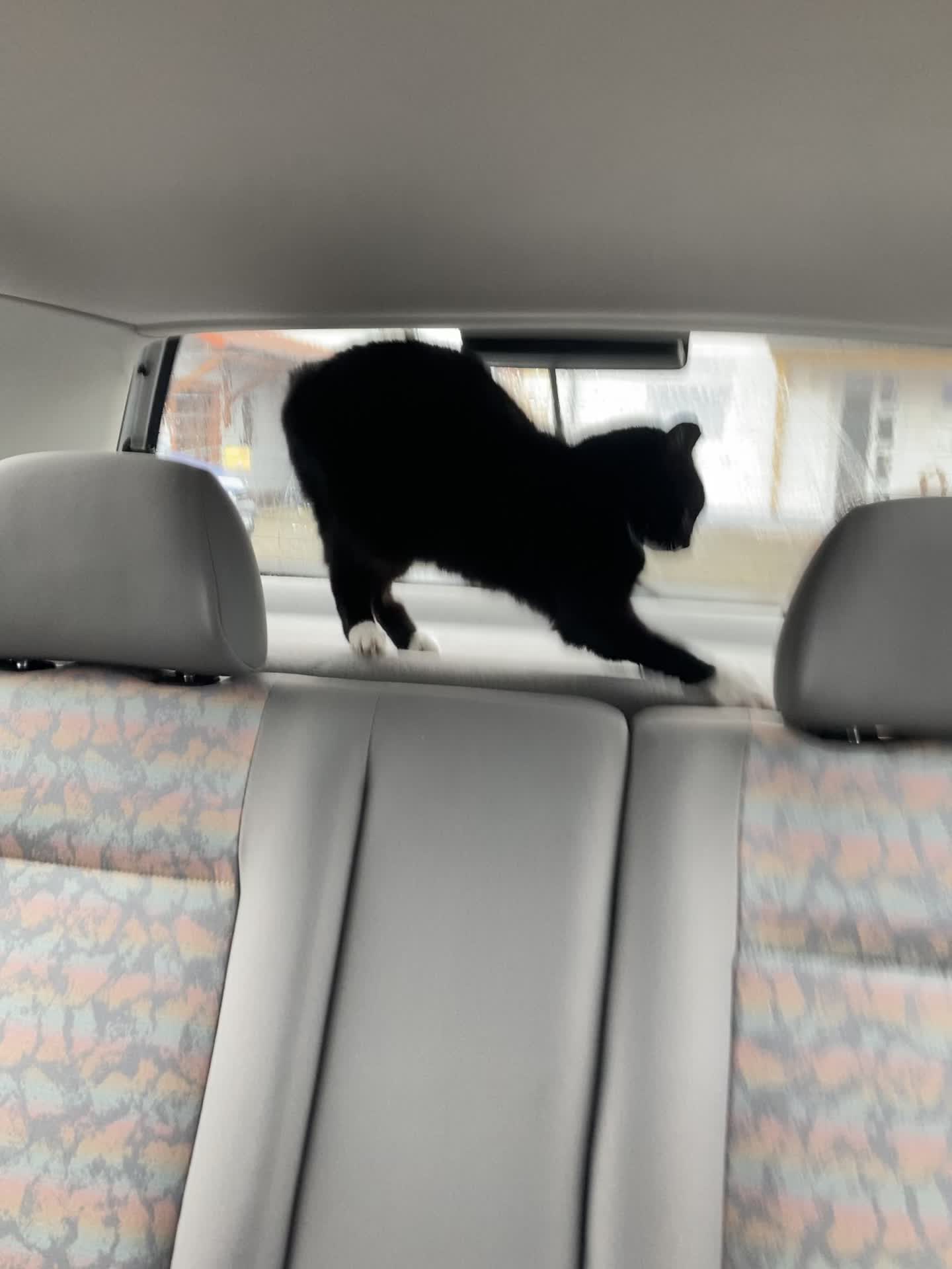 @mysterymiau