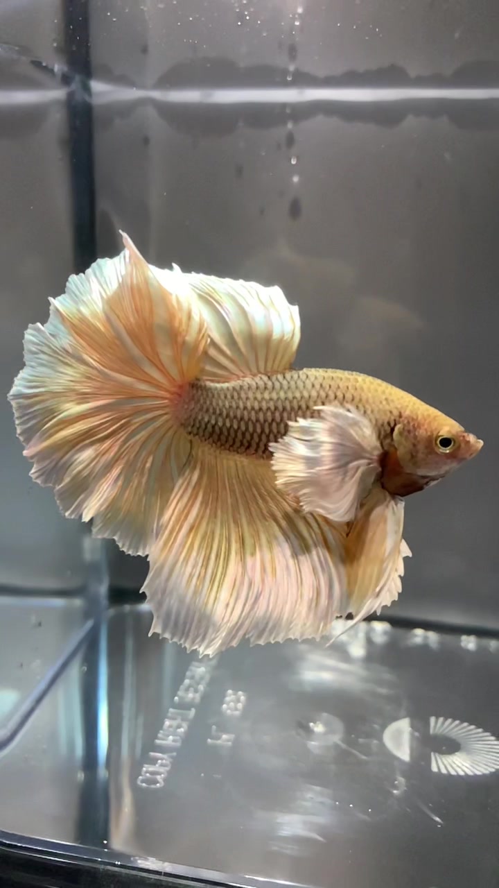 @HCw Betta