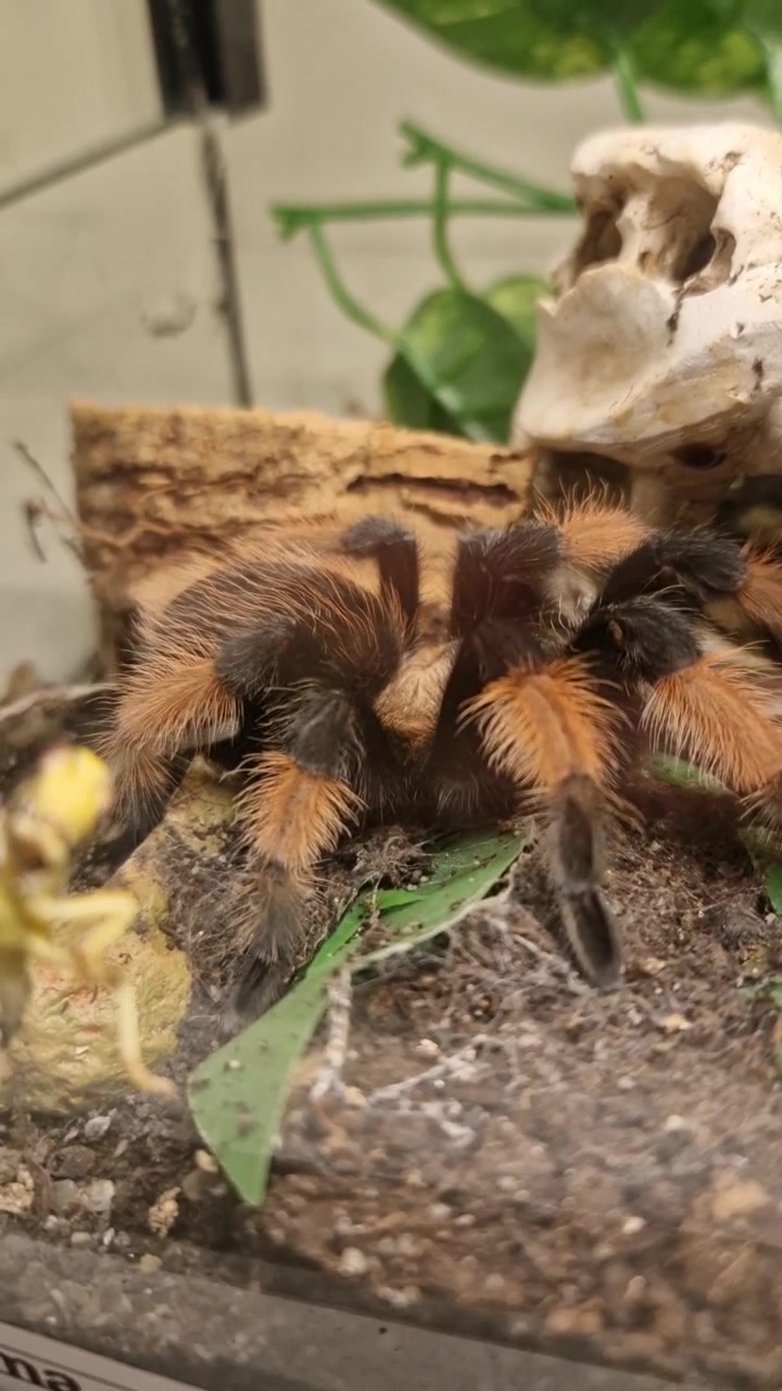 @brachypelma.de