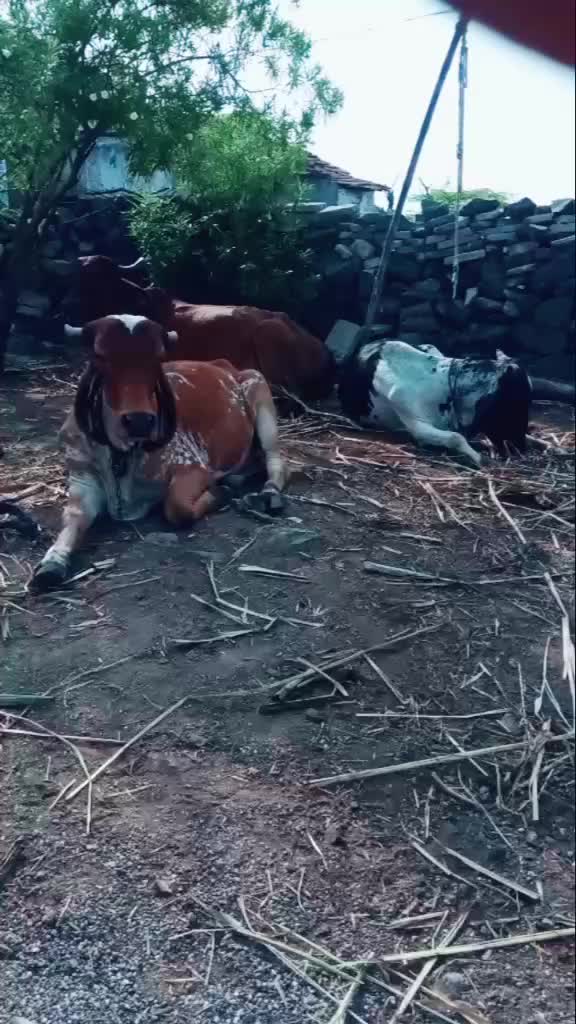 @D.K.ભુવા
