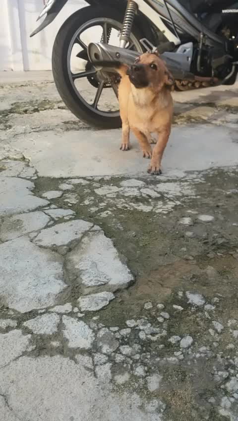 @karupa