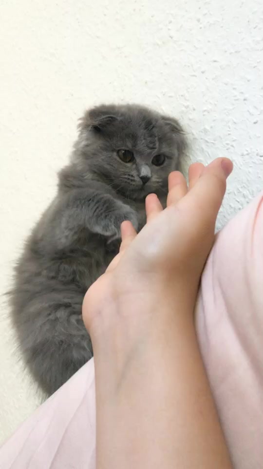 @Lili🐱❤️