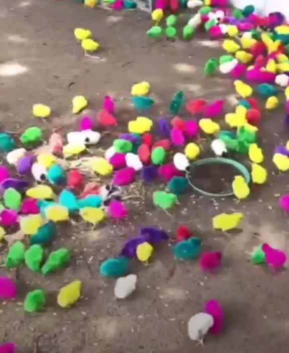 @tiktok