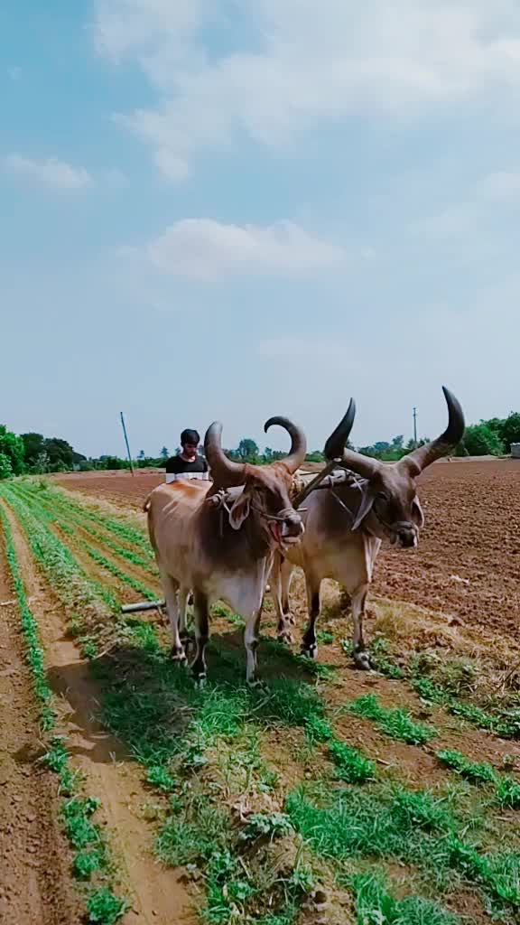 @Ahir_savan_pithiya