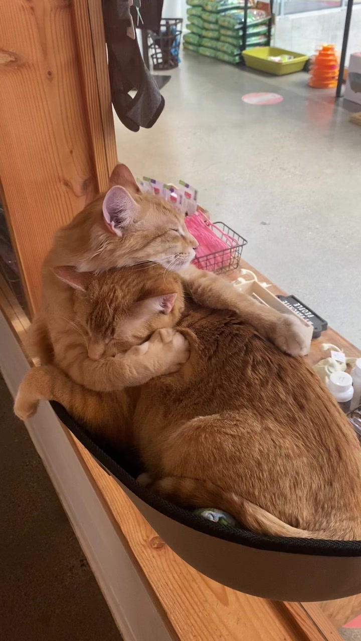 @Catfe