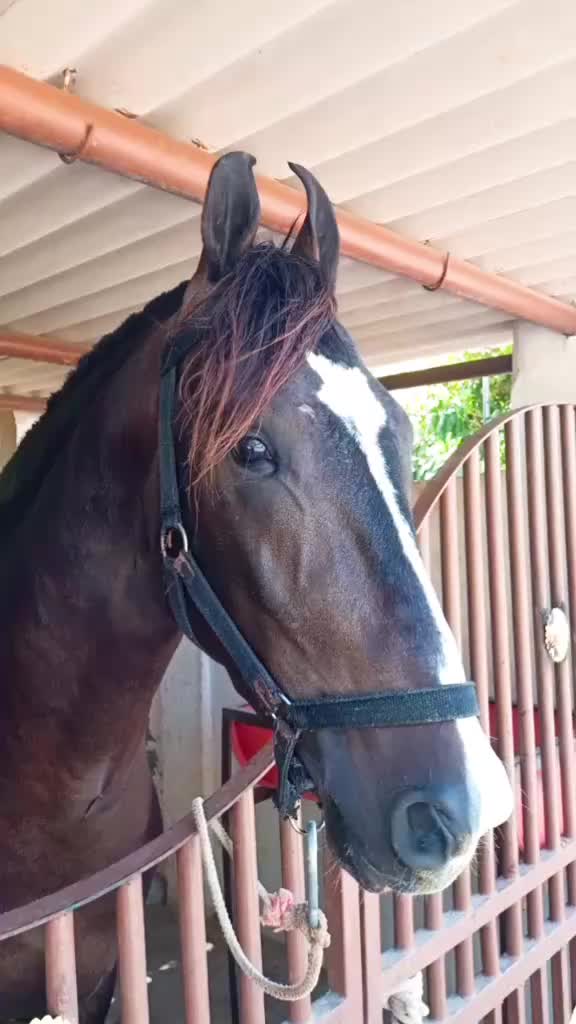 @🏇Sonu rider🏇
