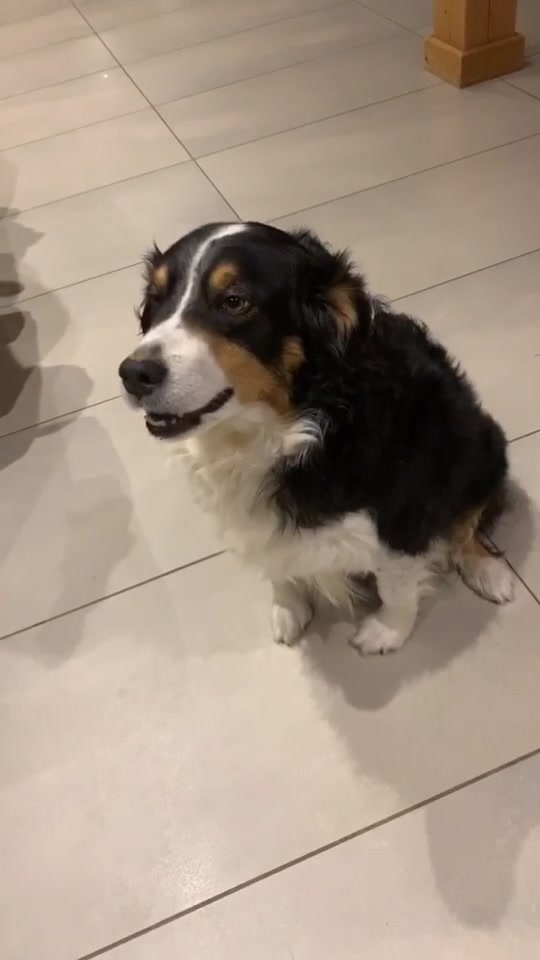 @Chocolats Le Chien