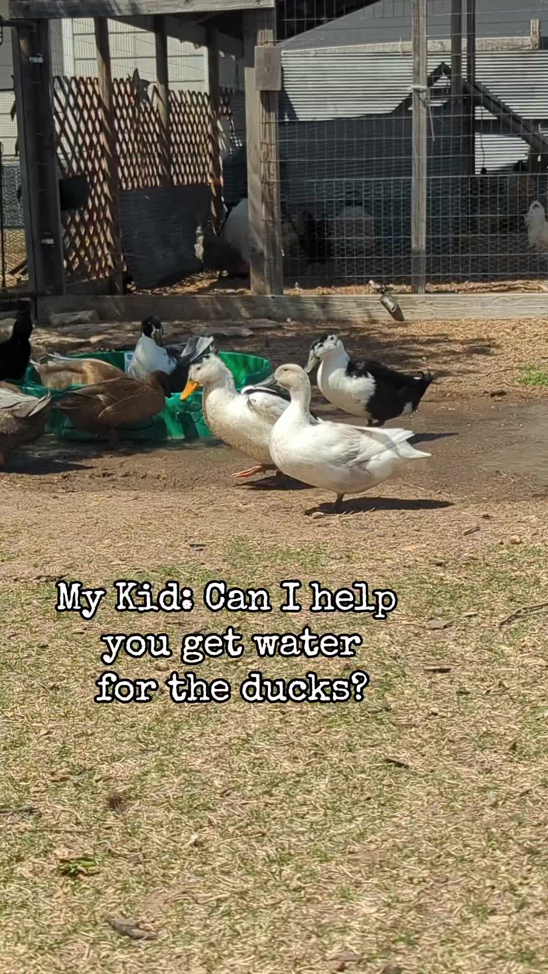 @megz_eggz_chickens