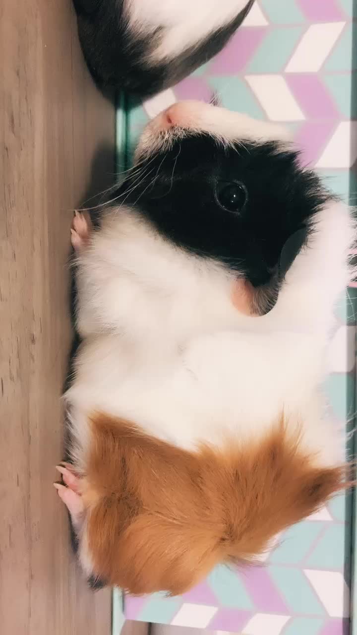 @🐹Thē çûtę pètš🐱