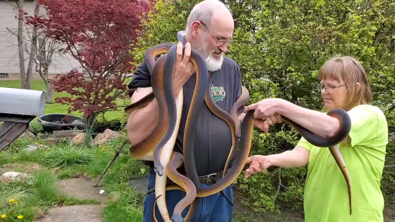 @WindSerpent