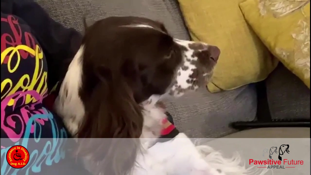 @Dog A.I.D.