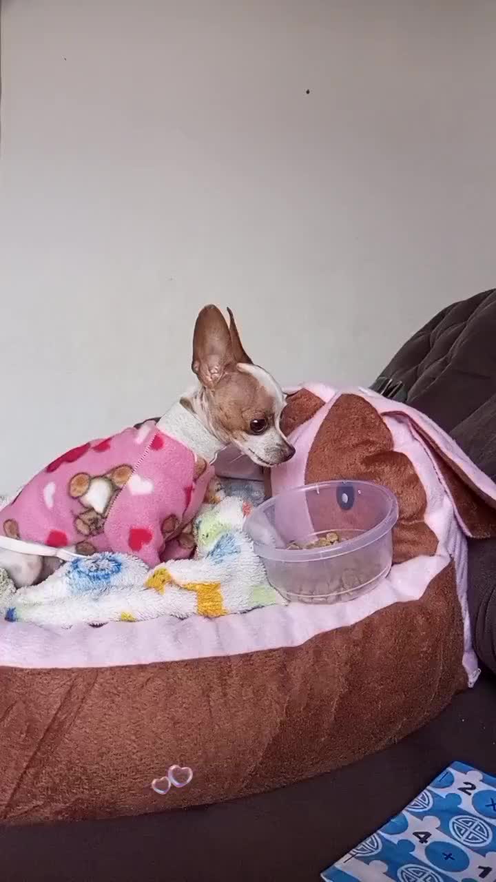 @Lilizinha🐶