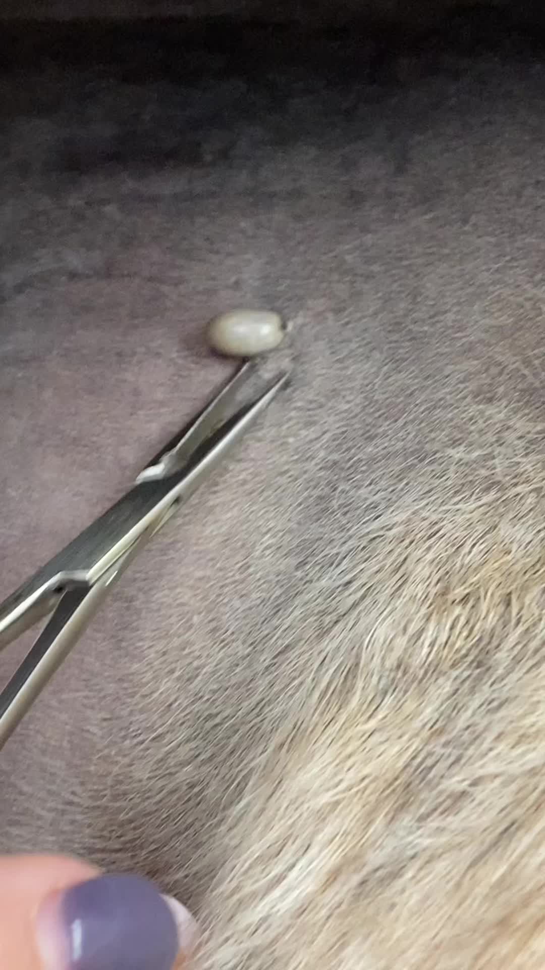 @EquineSurgeryOntario
