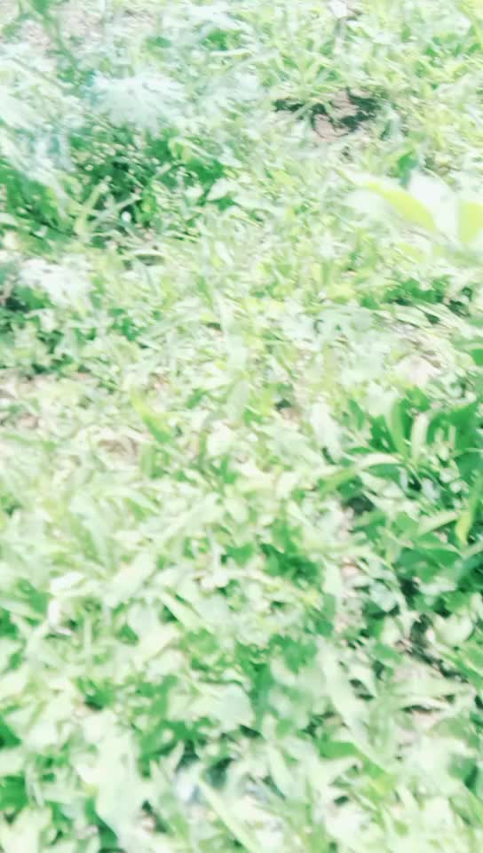 @papu Rathod
