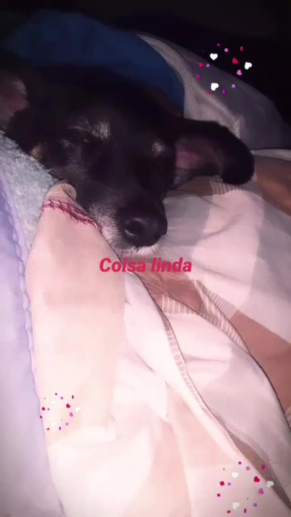 @gurias de apartamento pet🐶