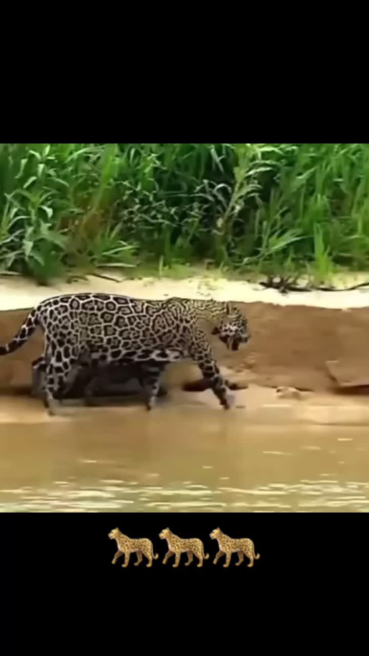 @Pantanal Sul-Matogrossense