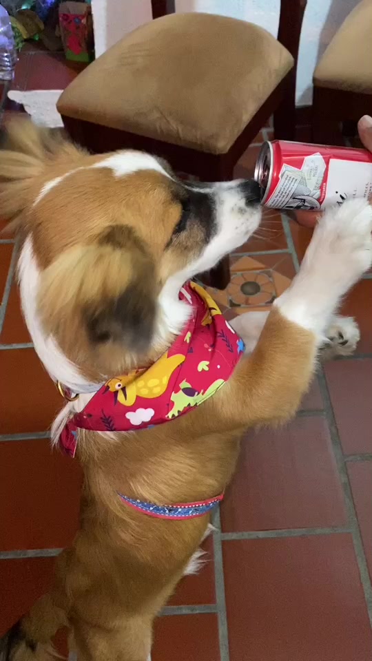 @SAM 🐾🦴