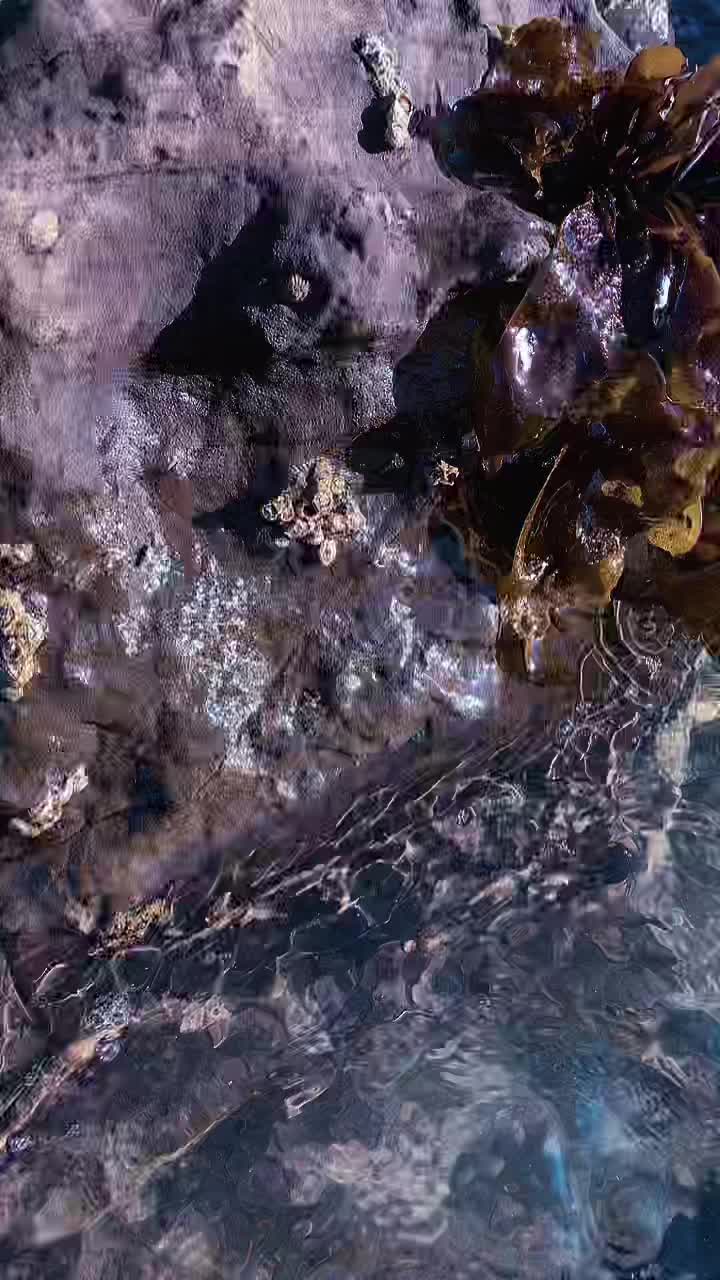 @kurague🐟