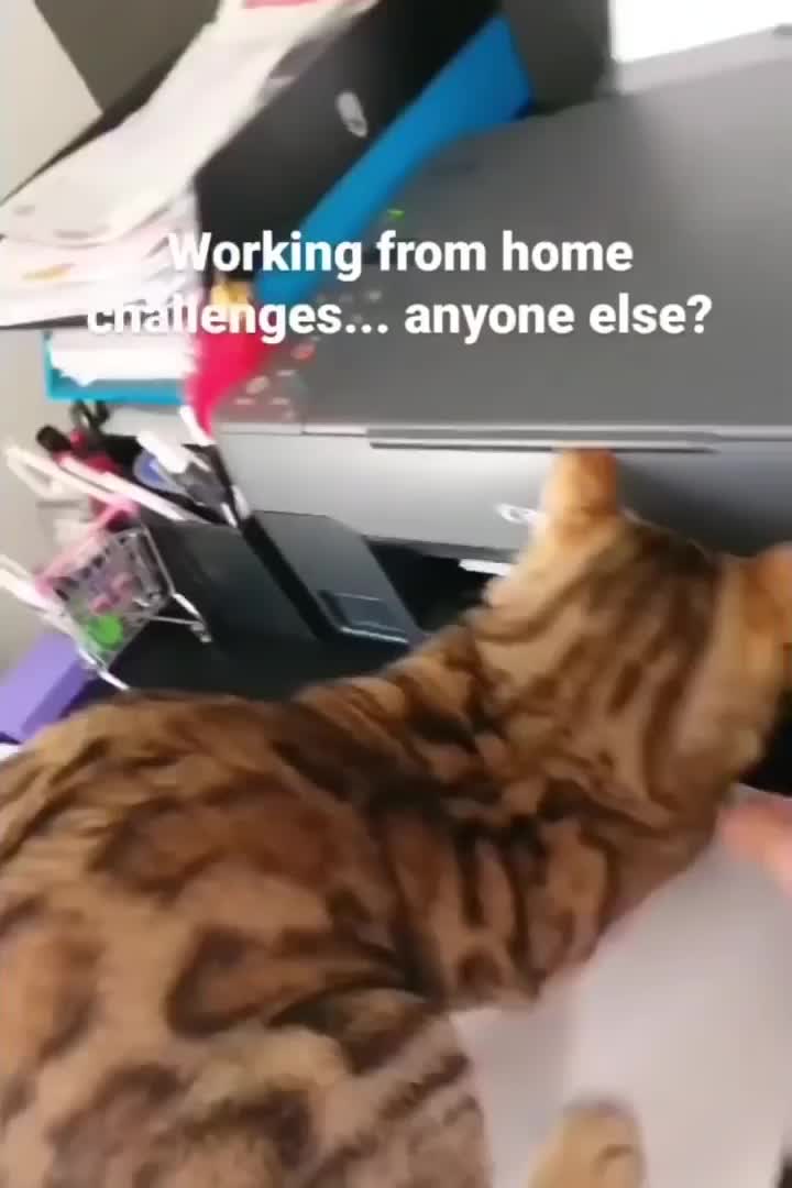 @Derpyoso