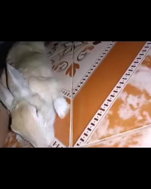 @mahi
