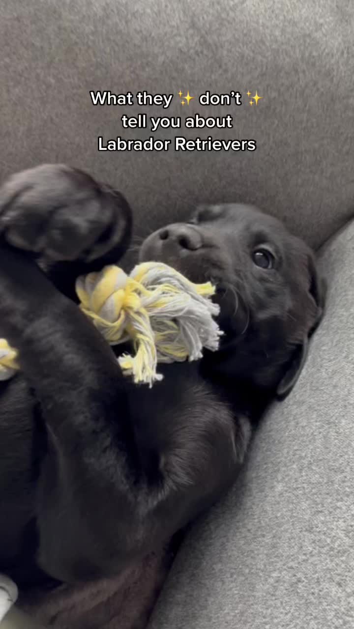 @Theblacklabbonnie