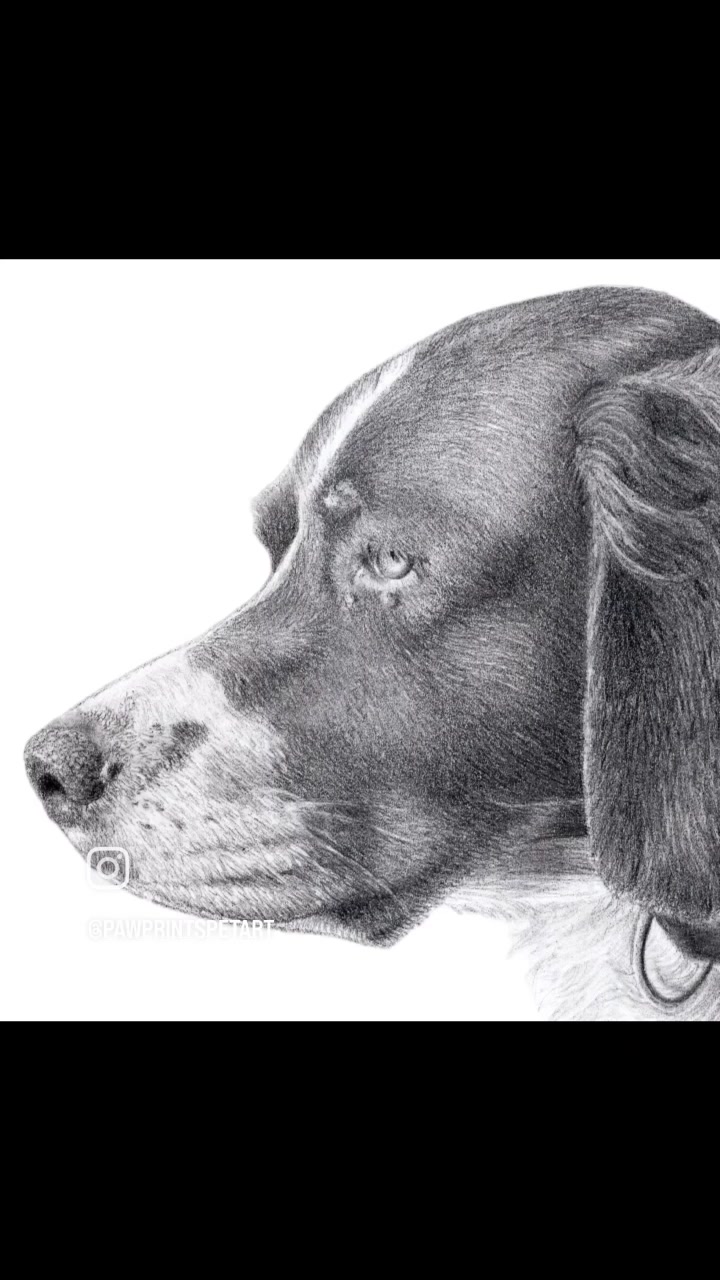 @Paw Prints Pet Art