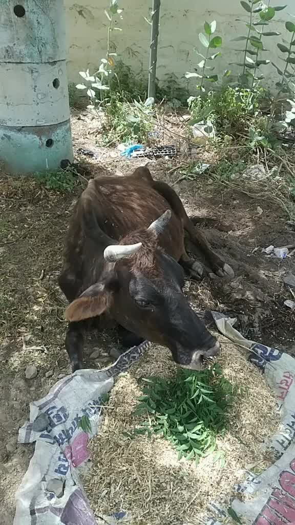 @dhanraj saini