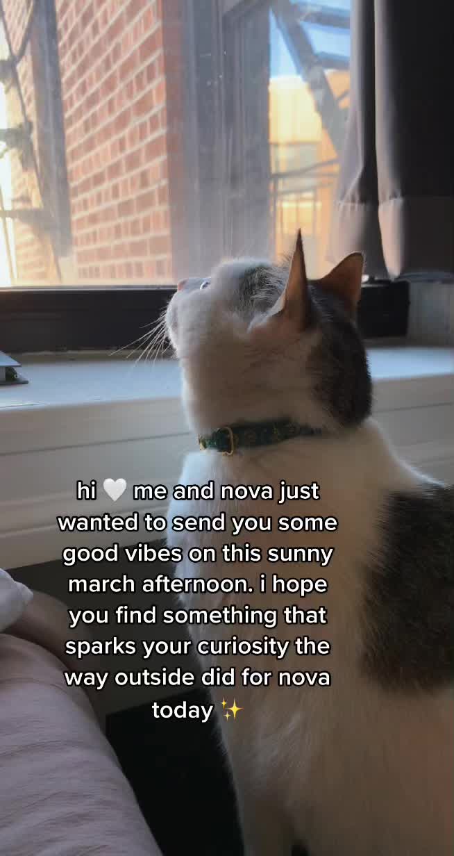 @nova’s the cat