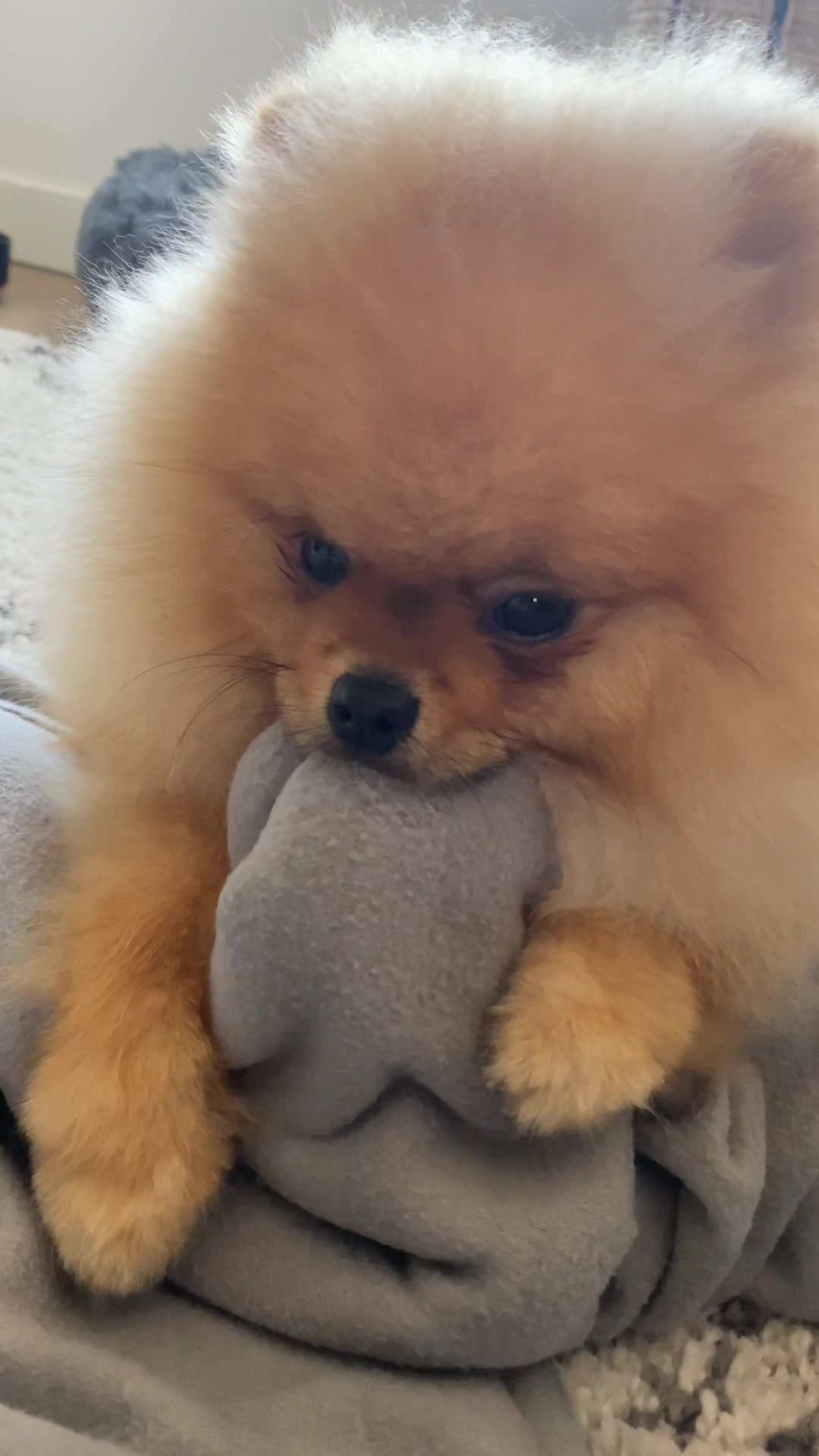 @yoshi.thepom