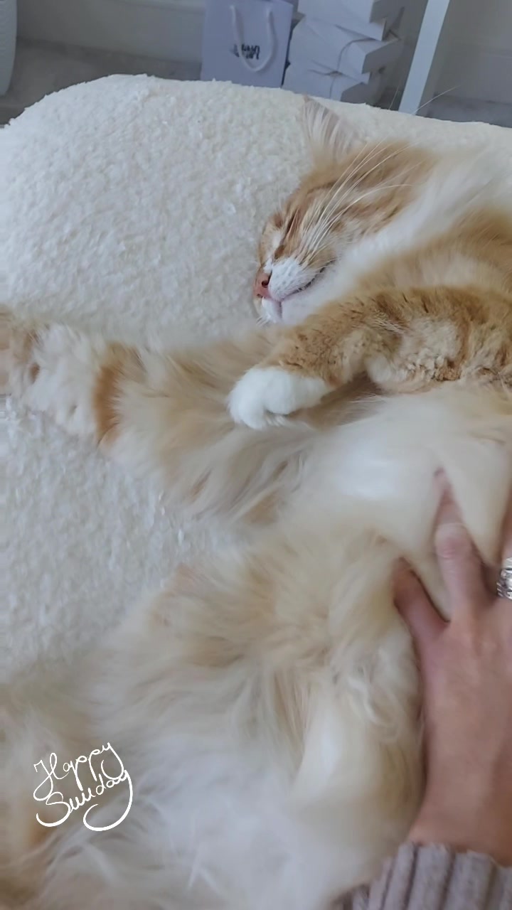 @Odintheforestcat